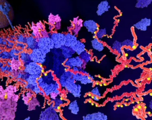 Advancements in Protein Methylation Research